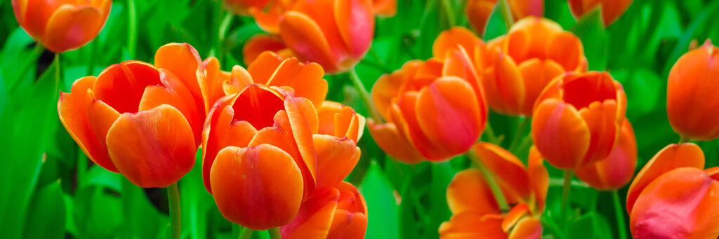 Rote Tulpen im Garten